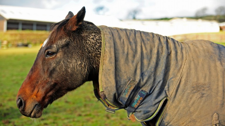Three-time Topham Chase winner Always Waining enjoys his retirement