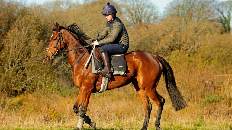 James Bowen puts Colby through his paces on the schooling grounds