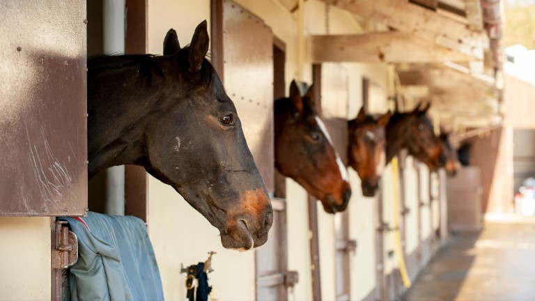 Happy horses look out from their boxes at trainer Peter Bowen's Yet-Y-Rhug Stables