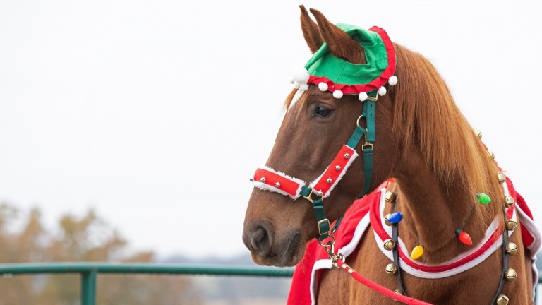 A horse, a bell and a message of hope 