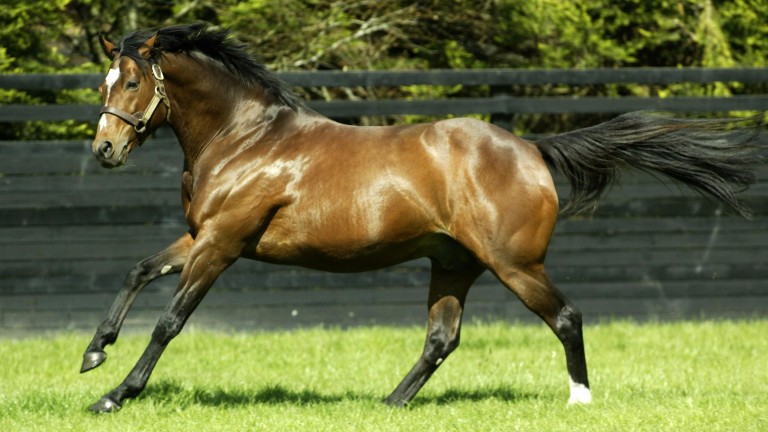 Galileo: the 19-year-old son of Sadler's Wells is well established as a sire of sires