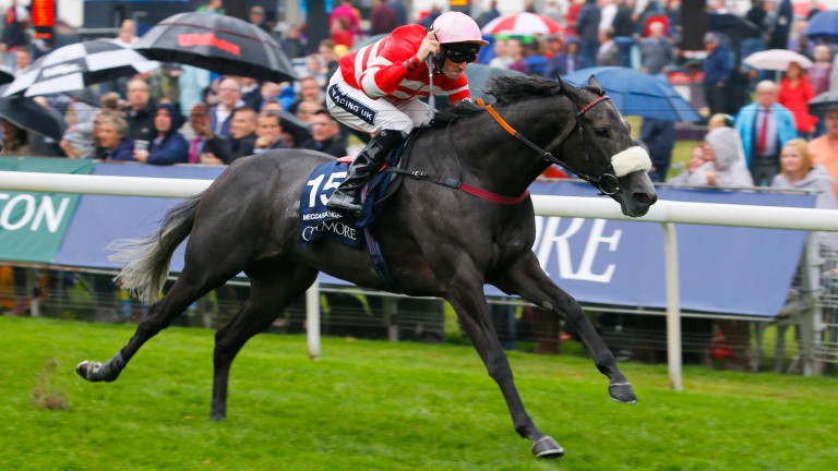 Mecca's Angel: back-to-back winner of the Nunthorpe Stakes