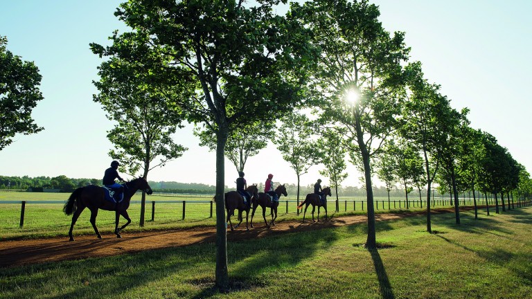 Stuart Williams string walk back to Diomed StablesNewmarket 21.7.15 Pic: Edward Whitaker