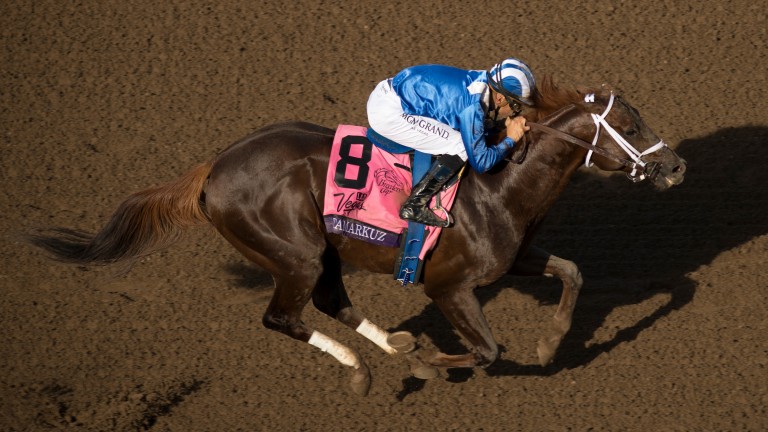 Tamarkuz: son of Speightstown won the Breeders' Cup Dirt Mile
