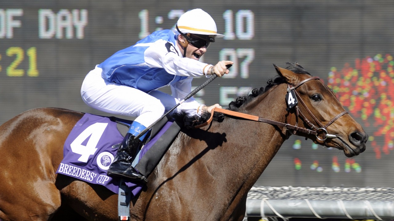 Hall of Fame for Breeders' Cup legend Goldikova Horse Racing News