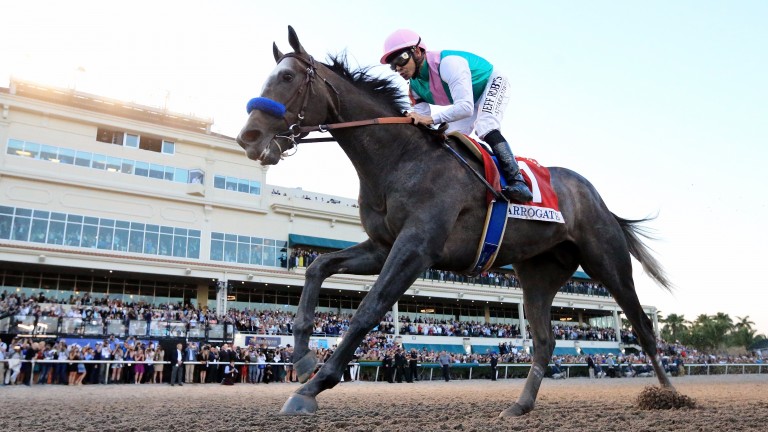 Arrogate: Pegasus winner could run at Meydan