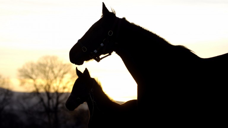 Overproduction: 9,381 foals were born in Ireland last year, 24 per cent more than in 2012
