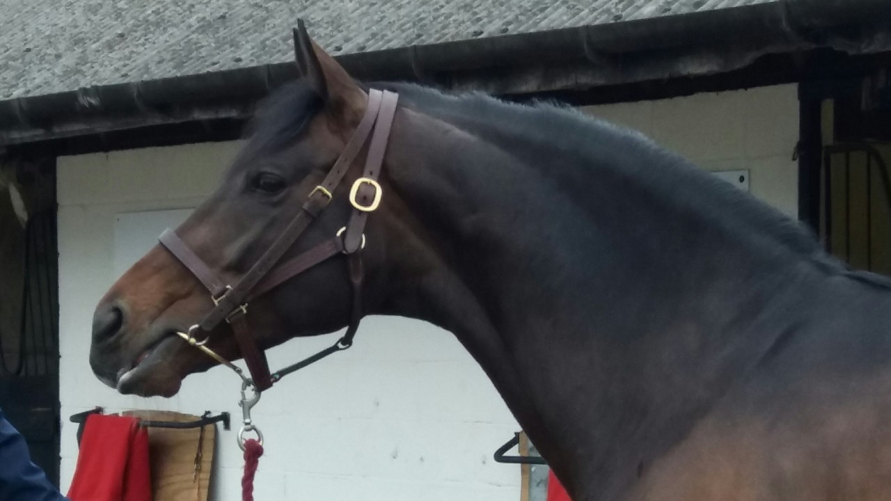 Telescope Attracts Plenty Of Viewers At Shade Oak Stud Bloodstock News Racing Post
