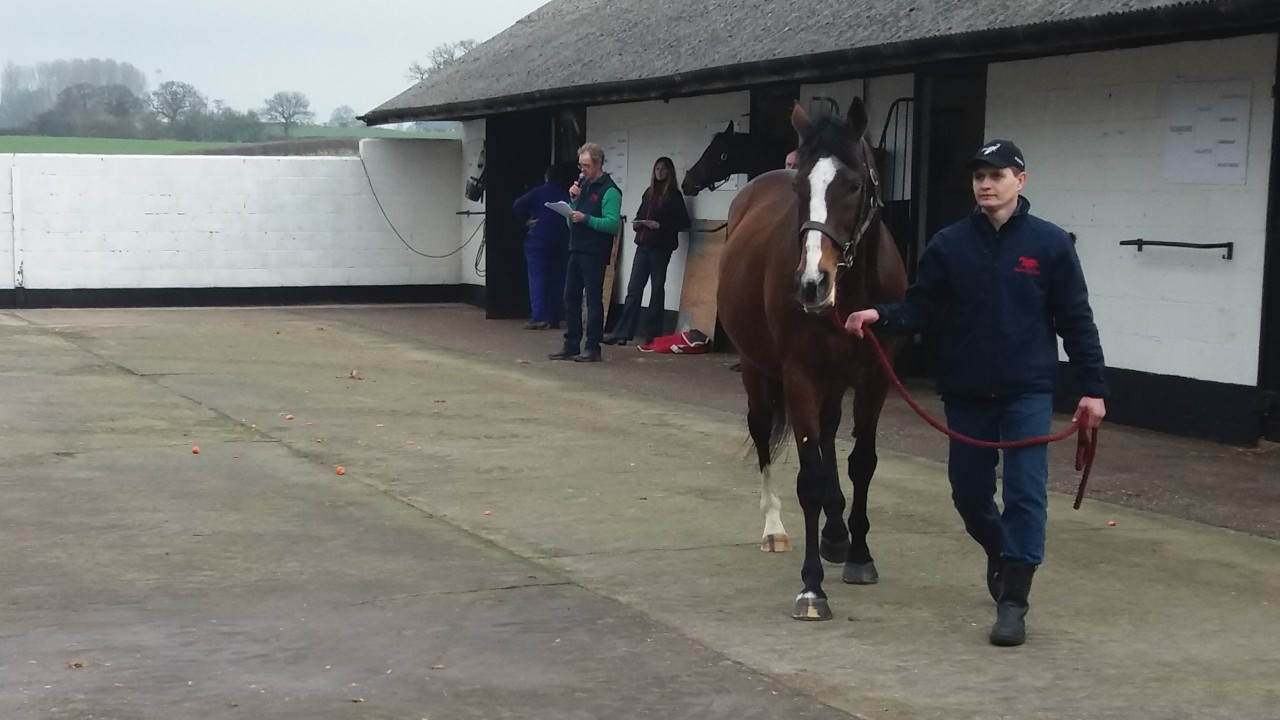 Telescope Attracts Plenty Of Viewers At Shade Oak Stud Bloodstock News Racing Post