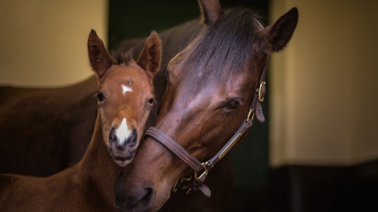 Five-time Group 1 winner Zarkava with her filly foal by Siyouni