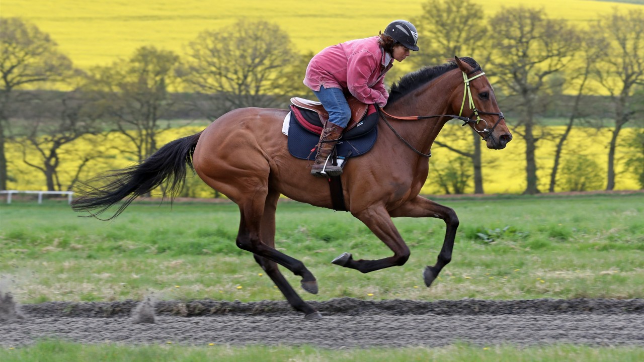 Sizing John will take all the beating at Punchestown
