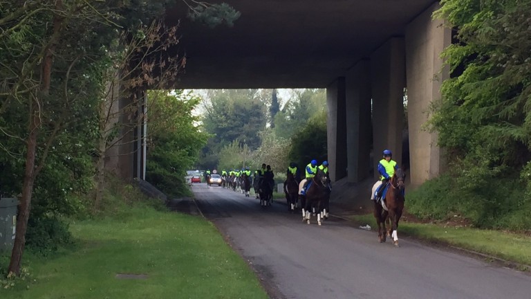 Saeed Bin Suroor's string head out to the gallops