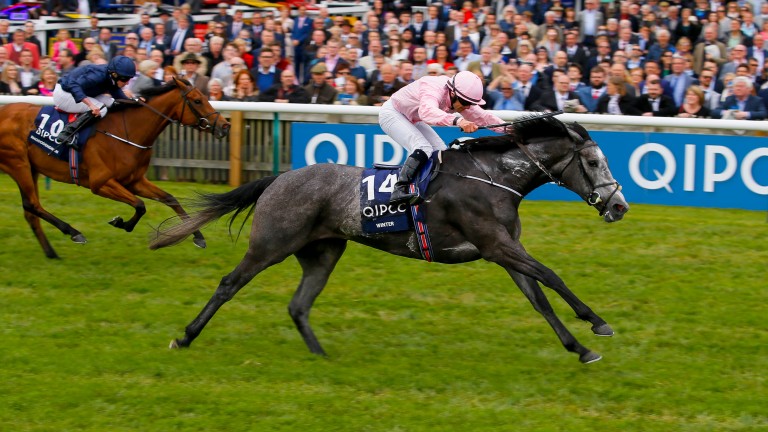 Winter: clear of Rhododendron in 1,000 Guineas
