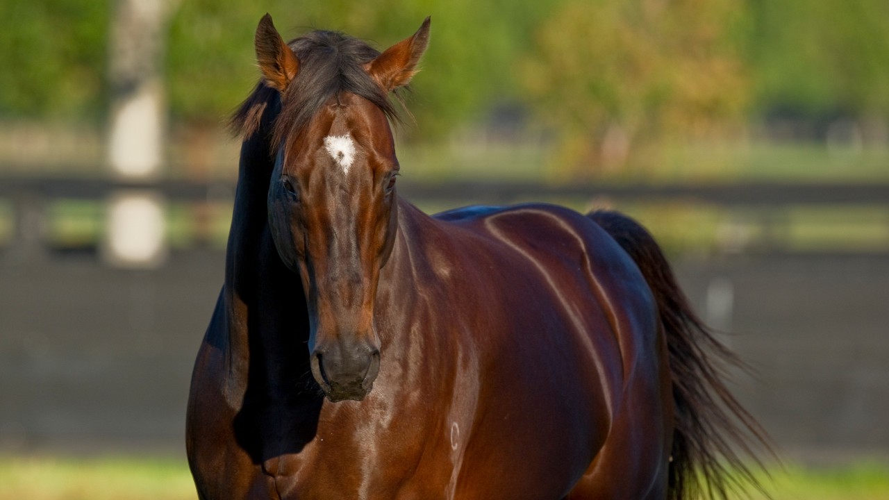 ضيق في التنفس بالنسبة الى توقع 2017 european sire champion - oregonpaternityproject.org