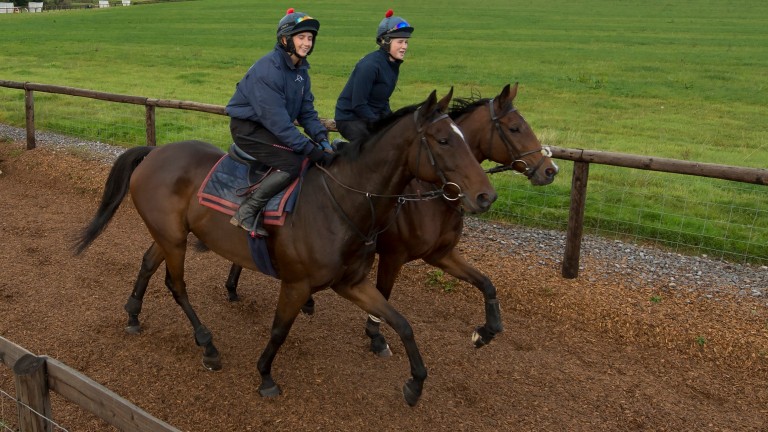 How To Place A Bet On Horse Racing How To Place A Bet On Horse Racing