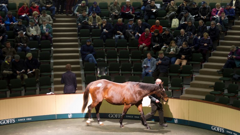 Shawara: goes through the ring for €550,000 at the 2013 Goffs November Breeding Stock Sale, with Londres in utero