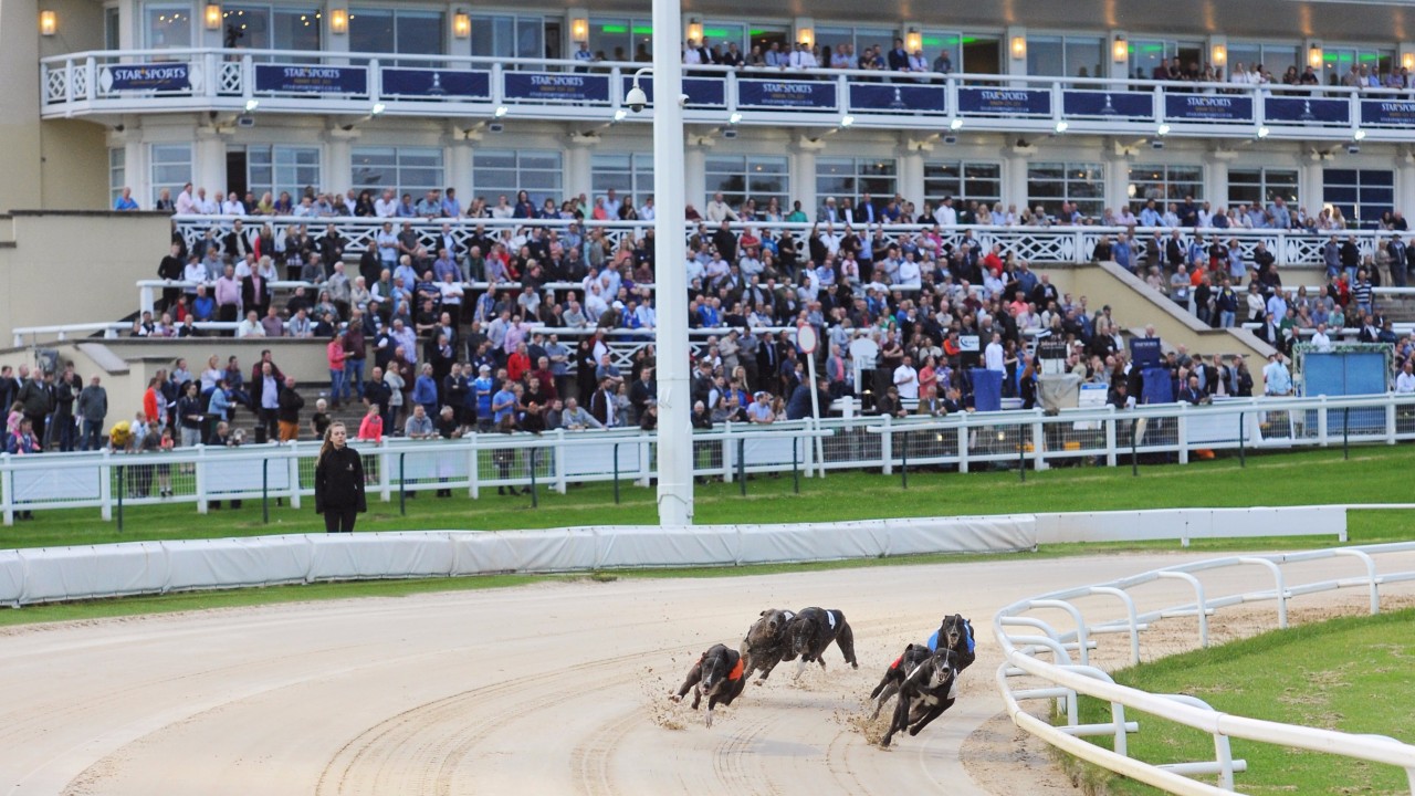 racing post greyhound selections