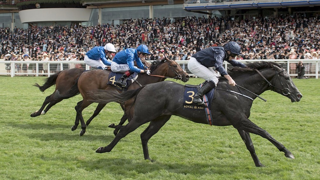 Commonwealth Cup Winner Caravaggio May Well Follow The Money To Australia In October Commonwealth Cup Winner Caravaggio May Well Follow The Money To Australia In October