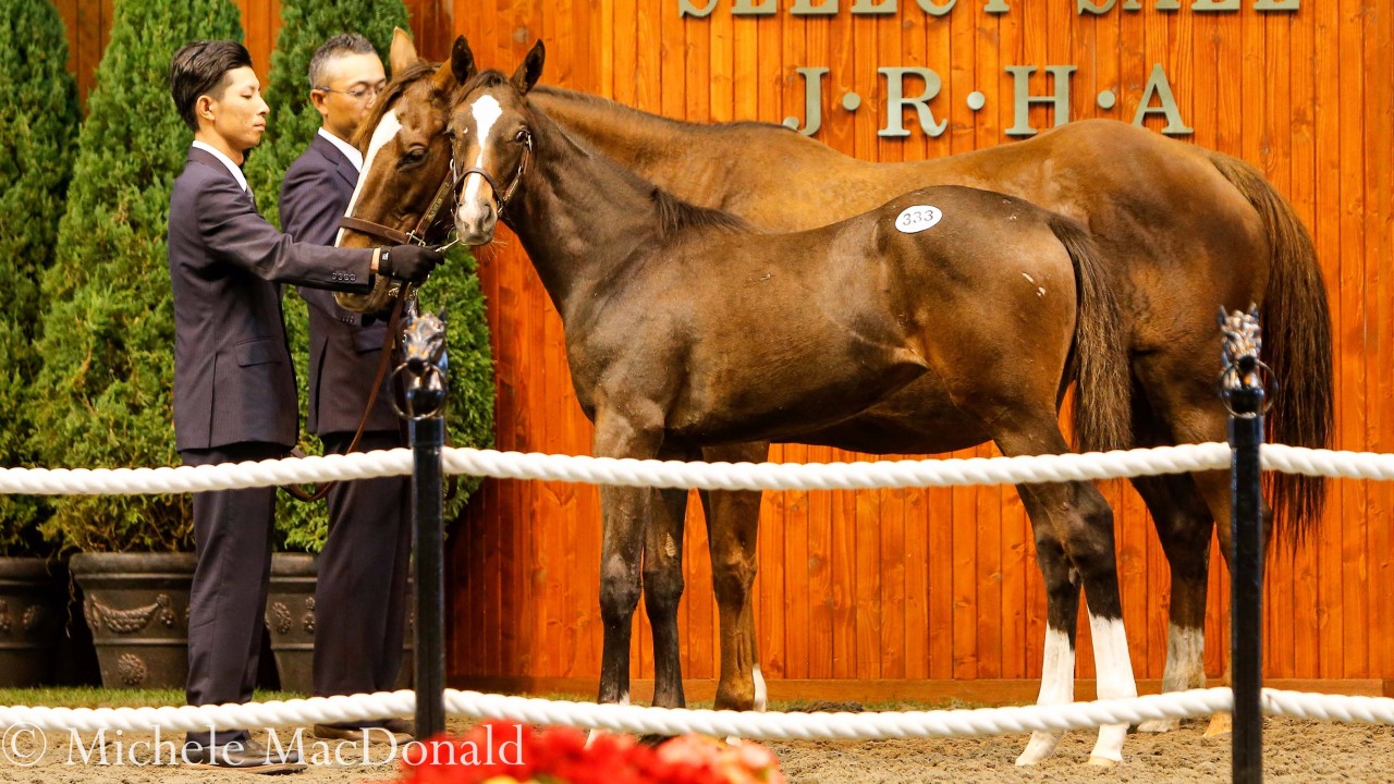 Deep Pockets Required As Impact Colt Foal Fetches 3 9 Million Bloodstock News Racing Post