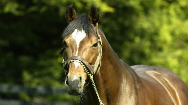 Galileo: great stallion is a proven supplier of stamina