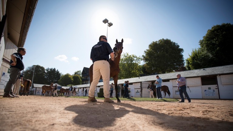 Arqana's August Yearling Sale kicks off this week in Deauville