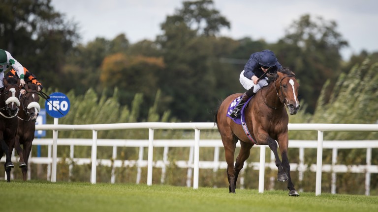 The mount of Donnacha O'Brien, Nelson is one of four runners in the Criterium de Saint-Cloud for his trainer.