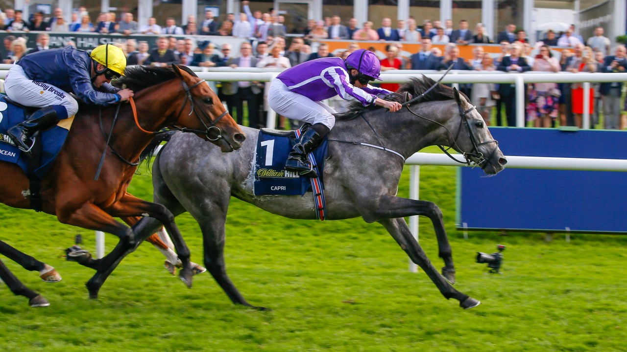 York clash with Enable the target for Warrior as O'Brien decides on