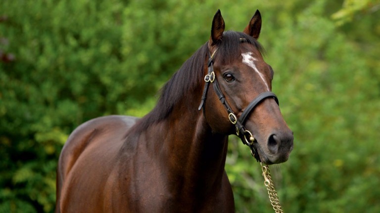 Shamardal: developing into a fine broodmare sire