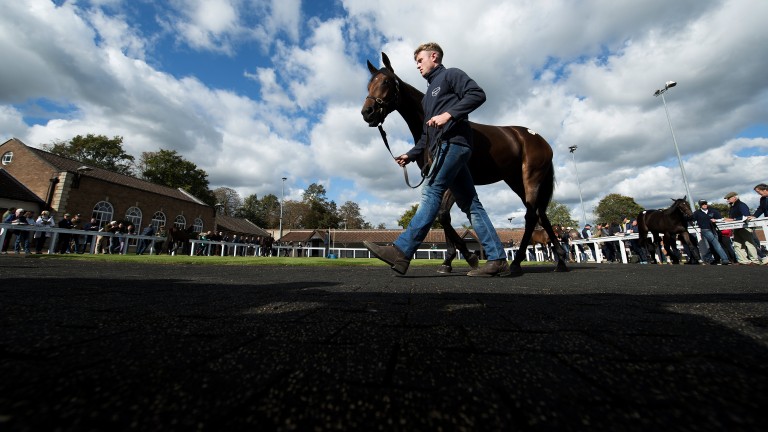 The BHA has launched a review into the buying and selling of horses
