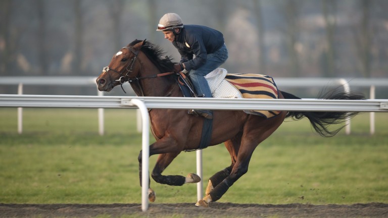 Frankel and Shane Fetherstonhaugh exercise up Warren Hill