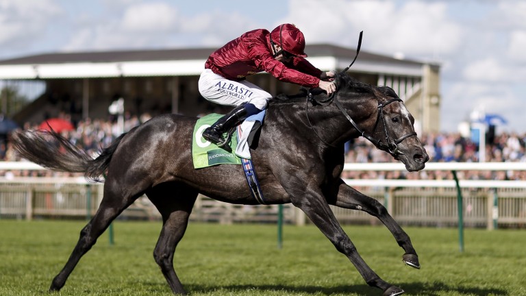 Roaring Lion: bids to maintain his unbeaten record in the Racing Post Trophy