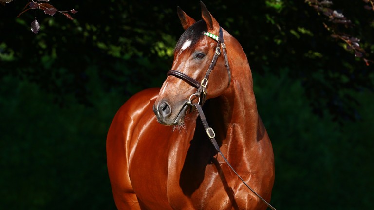 Frankel: the Juddmonte flag bearer has received a significant fee increase after a productive 2017 season