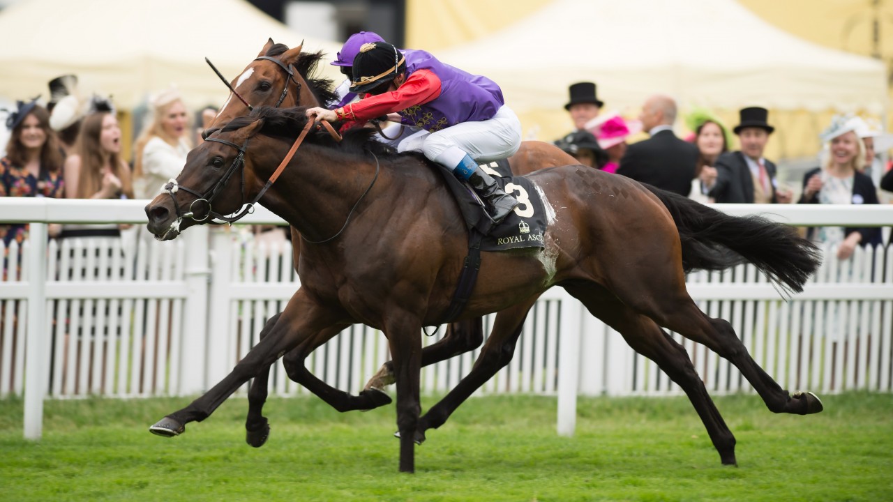 The Queen S Dartmouth Retired To Shade Oak Stud Bloodstock News Racing Post