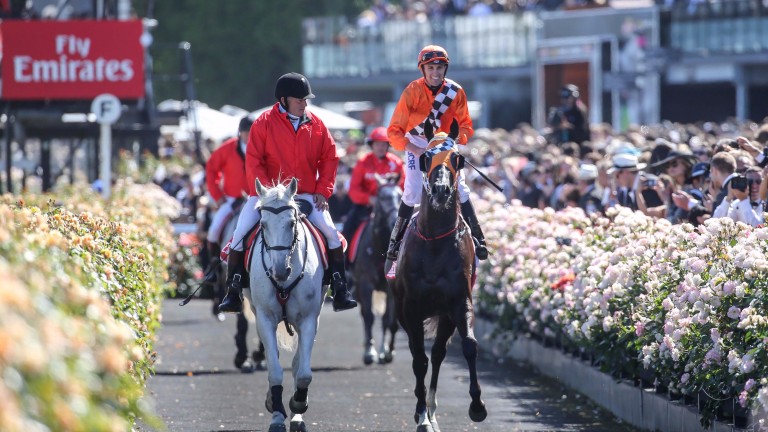 The roses at Flemington are in full bloom as Ace High returns after winning the Victoria Derby