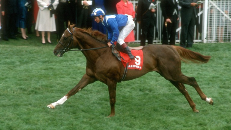 Nashwan: an outstanding champion and Derby winner owned by Sheikh Hamdan