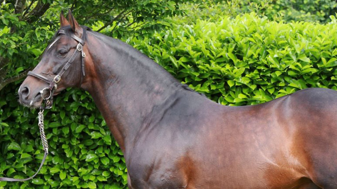 Shade Oak Stud Sires In The Spotlight As Might Bite Is The King Of Kempton Bloodstock News Racing Post