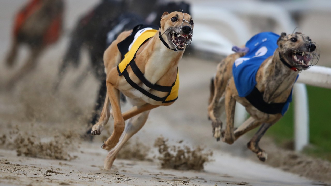 racing post greyhound result