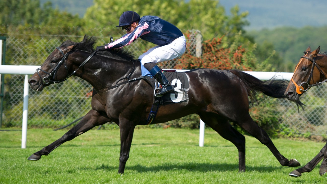 A Sunny Outlook For Bermuda Thoroughbred Racing Breeding Venture