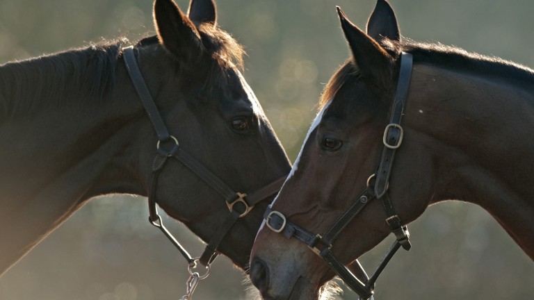 Denman (left) with his stablemate and great rival Kauto Star