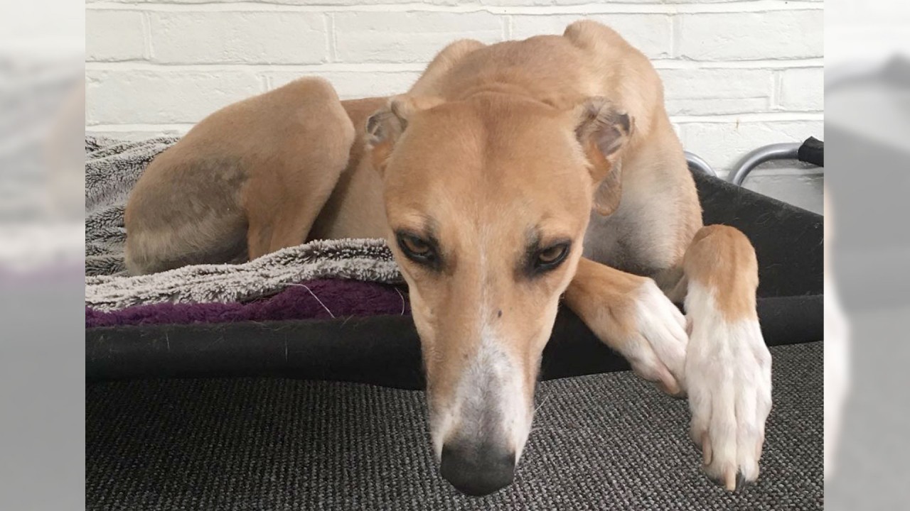 Greyhound Greyhound