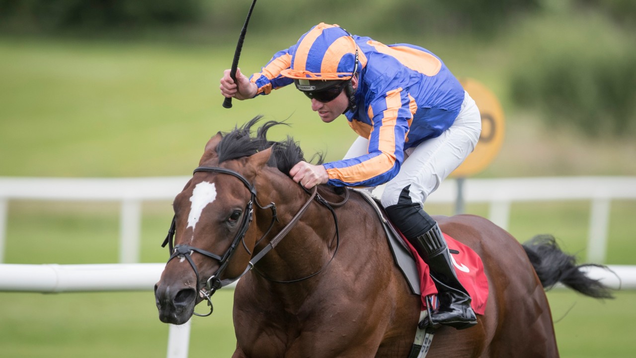 Image result for Rostropovich horse