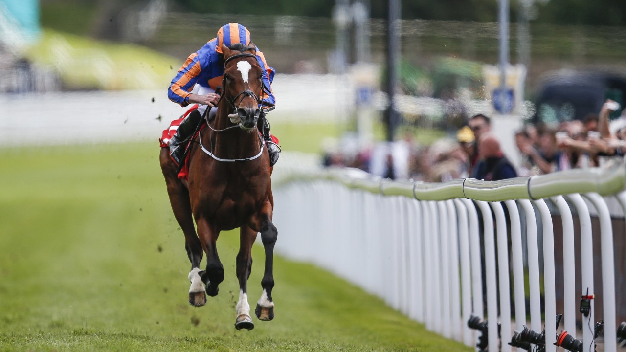 Image result for Rostropovich dee stakes