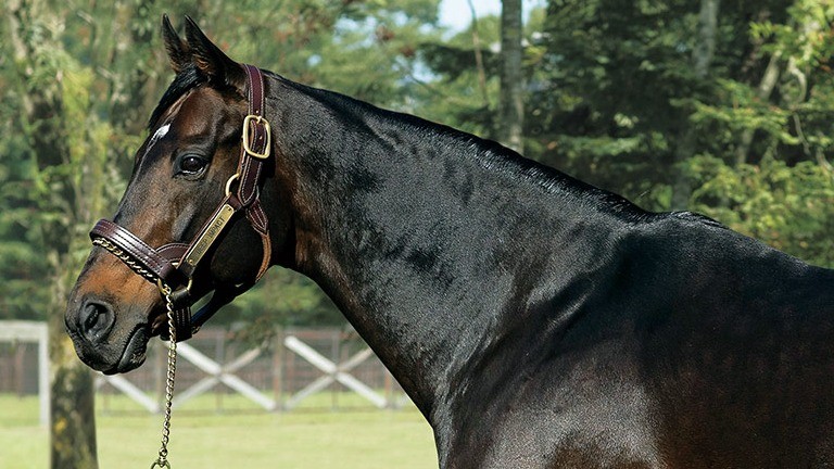 Deep Impact: late, great Japanese sire is a paternal grandson of Halo