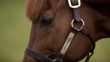 Pivotal at Cheveley Park stud