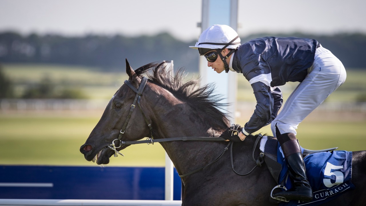 Image result for latrobe race horse