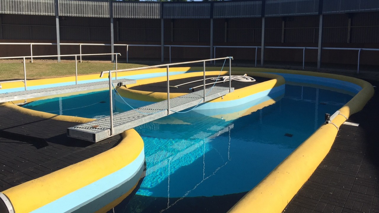 Beating the heat vet James Tate cuts back on afternoon runners as