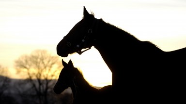 Mares and foals: new study finds 66 per cent of breeders are unprofitable