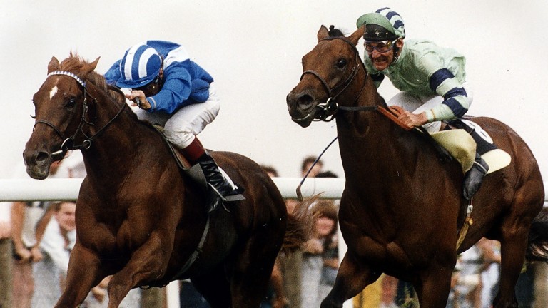 Nashwan and Willie Carson (left) hold off old rivals Cacoethes and Greville Starkey in the 1989  King George