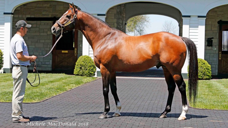 Into Mischief: on his way to sire of sires status