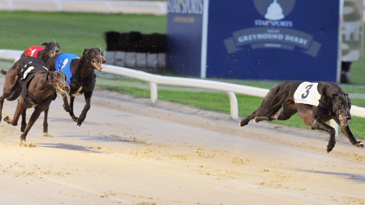 racing post greyhound result